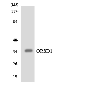 OR8D1 Antibody - Western blot analysis of the lysates from HUVECcells using OR8D1 antibody.