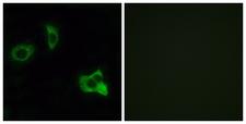 OR8D1 Antibody - Peptide - + Immunofluorescence analysis of MCF-7 cells, using OR8D1 antibody.