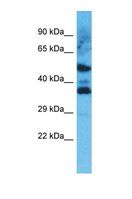 OR8D4 Antibody - Western blot of Human HepG2. OR8D4 antibody dilution 1.0 ug/ml.  This image was taken for the unconjugated form of this product. Other forms have not been tested.