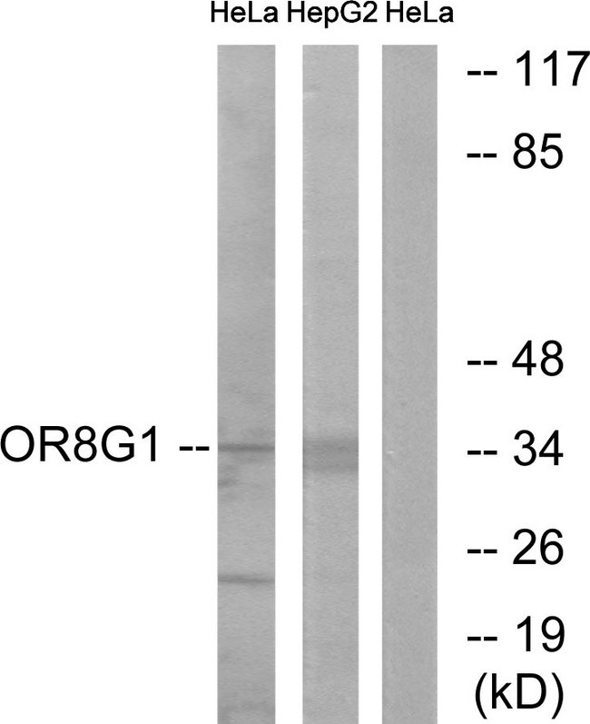 OR8G1 Antibody - Western blot analysis of lysates from HeLa and HepG2 cells, using OR8G1 Antibody. The lane on the right is blocked with the synthesized peptide.