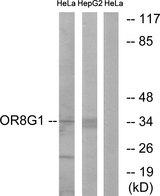 OR8G1 Antibody - Western blot analysis of extracts from HeLa cells and HepG2 cells, using OR8G1 antibody.
