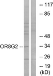 OR8G2 Antibody - Western blot of extracts from HT-29 cells, using OR8G2 Antibody. The lane on the right is treated with the synthesized peptide.