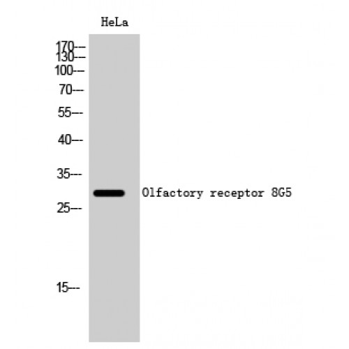 OR8G5 Antibody - Western blot of Olfactory receptor 8G5 antibody