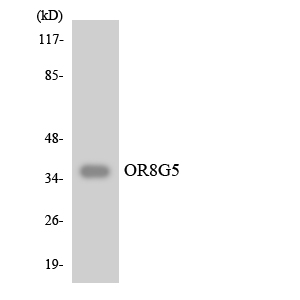 OR8G5 Antibody - Western blot analysis of the lysates from COLO205 cells using OR8G5 antibody.