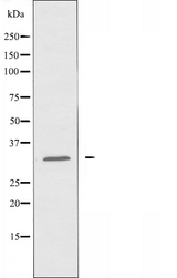 OR8G5 Antibody - Western blot analysis of extracts of HeLa cells using OR8G5 antibody.