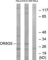 OR8G5 Antibody - Western blot analysis of extracts from HeLa cells and COLO cells, using OR8G5 antibody.