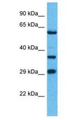 OR8H1 Antibody - OR8H1 antibody Western Blot of Jurkat. Antibody dilution: 1 ug/ml.  This image was taken for the unconjugated form of this product. Other forms have not been tested.