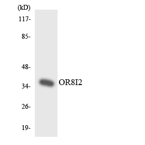 OR8I2 Antibody - Western blot analysis of the lysates from HeLa cells using OR8I2 antibody.