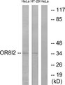 OR8I2 Antibody - Western blot analysis of lysates from HeLa and HT-29 cells, using OR8I2 Antibody. The lane on the right is blocked with the synthesized peptide.