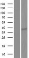 OR8I2 Protein - Western validation with an anti-DDK antibody * L: Control HEK293 lysate R: Over-expression lysate