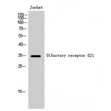 OR8J1 Antibody - Western blot of Olfactory receptor 8J1 antibody