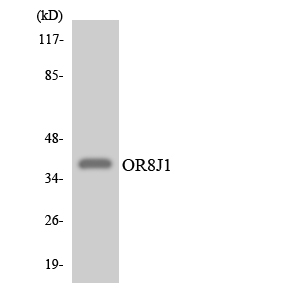 OR8J1 Antibody - Western blot analysis of the lysates from HepG2 cells using OR8J1 antibody.