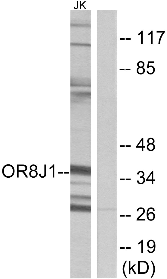 OR8J1 Antibody - Western blot analysis of lysates from Jurkat cells, using OR8J1 Antibody. The lane on the right is blocked with the synthesized peptide.
