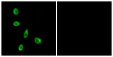 OR8J1 Antibody - Peptide - + Immunofluorescence analysis of MCF-7 cells, using OR8J1 antibody.