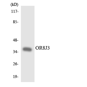 OR8J3 Antibody - Western blot analysis of the lysates from K562 cells using OR8J3 antibody.