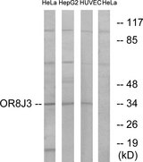 OR8J3 Antibody - Western blot analysis of lysates from HeLa, HepG2, and HUVEC cells, using OR8J3 Antibody. The lane on the right is blocked with the synthesized peptide.