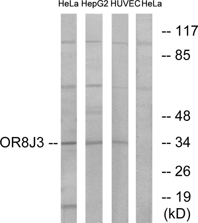 OR8J3 Antibody - Western blot analysis of lysates from HeLa, HepG2, and HUVEC cells, using OR8J3 Antibody. The lane on the right is blocked with the synthesized peptide.