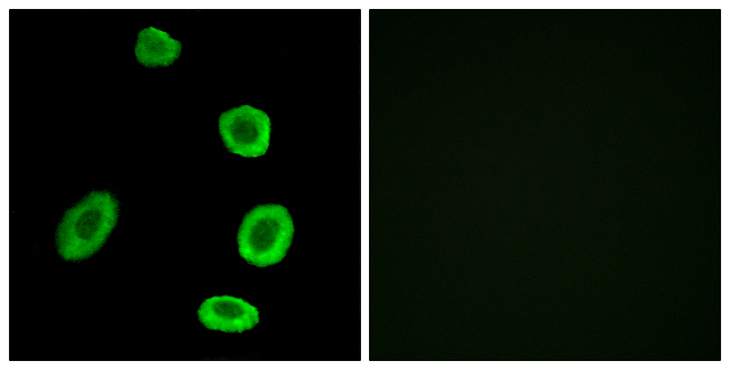 OR8K1 Antibody - Immunofluorescence analysis of A549 cells, using OR8K1 Antibody. The picture on the right is blocked with the synthesized peptide.