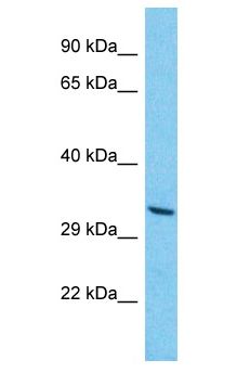OR8K1 Antibody - OR8K1 antibody Western Blot of HepG2. Antibody dilution: 1 ug/ml.  This image was taken for the unconjugated form of this product. Other forms have not been tested.