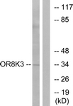 OR8K3 Antibody - Western blot of extracts from LOVO cells, using OR8K3 Antibody. The lane on the right was incubated with synthetic peptide.