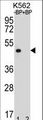 OR8K3 Antibody - Western blot of OR8K3 Antibody antibody pre-incubated without(lane 1) and with(lane 2) blocking peptide in K562 cell line lysate. OR8K3 Antibody (arrow) was detected using the purified antibody.
