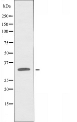 OR8K3 Antibody - Western blot analysis of extracts of LOVO cells using OR8K3 antibody.