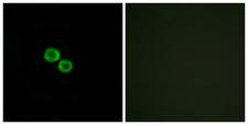 OR8K3 Antibody - Peptide - + Immunofluorescence analysis of HUVEC cells, using OR8K3 antibody.