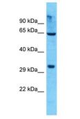 OR8K5 Antibody - OR8K5 antibody Western Blot of 293T. Antibody dilution: 1 ug/ml.  This image was taken for the unconjugated form of this product. Other forms have not been tested.