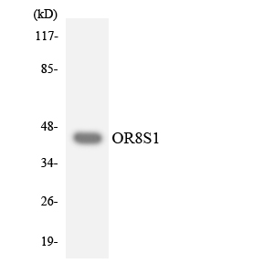 OR8S1 Antibody - Western blot analysis of the lysates from HeLa cells using OR8S1 antibody.