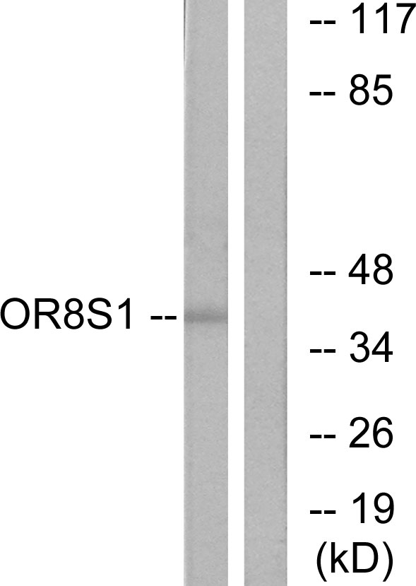 OR8S1 Antibody - Western blot analysis of lysates from HT-29 cells, using OR8S1 Antibody. The lane on the right is blocked with the synthesized peptide.