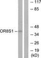 OR8S1 Antibody - Western blot analysis of extracts from HT-29 cells, using OR8S1 antibody.