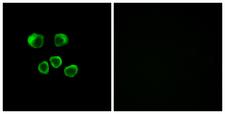 OR8U1 Antibody - Immunofluorescence analysis of MCF7 cells, using OR8U1/8/9 Antibody. The picture on the right is blocked with the synthesized peptide.