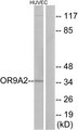 OR9A2 Antibody - Western blot analysis of lysates from HUVEC cells, using OR9A2 Antibody. The lane on the right is blocked with the synthesized peptide.