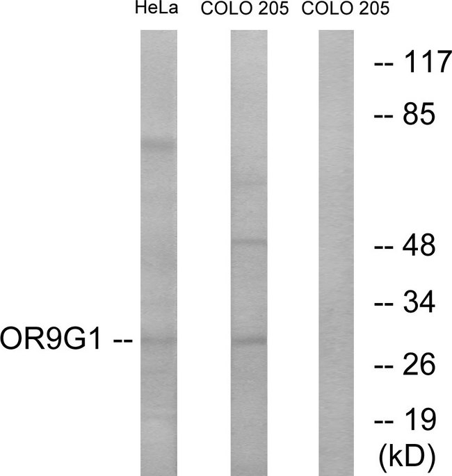 OR9G1 Antibody - Western blot analysis of lysates from HeLa and COLO cells, using OR9G1 Antibody. The lane on the right is blocked with the synthesized peptide.