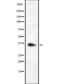 OR9G1 Antibody - Western blot analysis OR9G1 using K562 whole cells lysates
