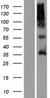 OR9G4 Protein - Western validation with an anti-DDK antibody * L: Control HEK293 lysate R: Over-expression lysate