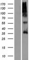 OR9G4 Protein - Western validation with an anti-DDK antibody * L: Control HEK293 lysate R: Over-expression lysate