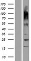 OR9G9 Protein - Western validation with an anti-DDK antibody * L: Control HEK293 lysate R: Over-expression lysate