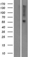 OR9I1 Protein - Western validation with an anti-DDK antibody * L: Control HEK293 lysate R: Over-expression lysate