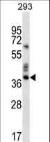 OR9K2 Antibody - OR9K2 Antibody western blot of 293 cell line lysates (35 ug/lane). The OR9K2 antibody detected the OR9K2 protein (arrow).