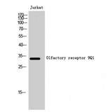 OR9Q1 Antibody - Western blot of Olfactory receptor 9Q1 antibody