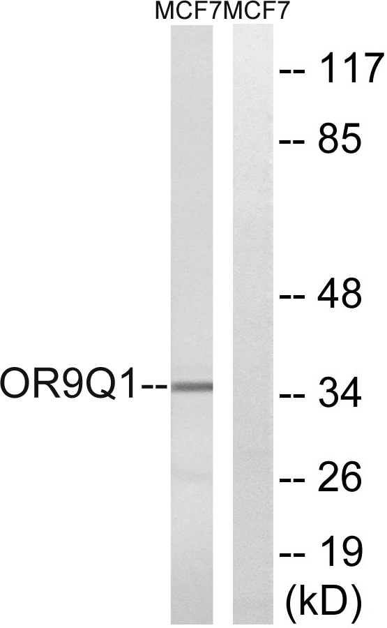 OR9Q1 Antibody - Western blot analysis of lysates from MCF-7 cells, using OR9Q1 Antibody. The lane on the right is blocked with the synthesized peptide.