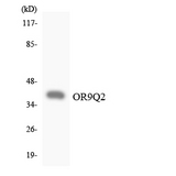 OR9Q2 Antibody - Western blot analysis of the lysates from HepG2 cells using OR9Q2 antibody.
