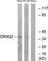 OR9Q2 Antibody - Western blot analysis of extracts from HeLa cells and HT-29 cells, using OR9Q2 antibody.