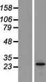 ORAI2 Protein - Western validation with an anti-DDK antibody * L: Control HEK293 lysate R: Over-expression lysate