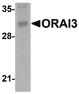 ORAI3 Antibody - Western blot of ORAI3 in rat lung tissue lysate with ORAI3 antibody at 2 ug/ml.