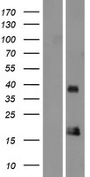 ORAOV1 Protein - Western validation with an anti-DDK antibody * L: Control HEK293 lysate R: Over-expression lysate