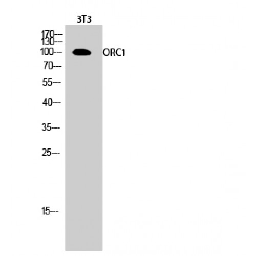 ORC1 Antibody - Western blot of ORC1 antibody