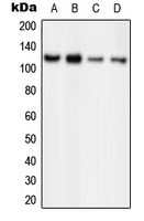 ORC1 Antibody - Western blot analysis of ORC1 expression in HeLa (A); MCF7 (B); PC12 (C); Ramos (D) whole cell lysates.