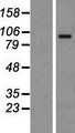 ORC1 Protein - Western validation with an anti-DDK antibody * L: Control HEK293 lysate R: Over-expression lysate
